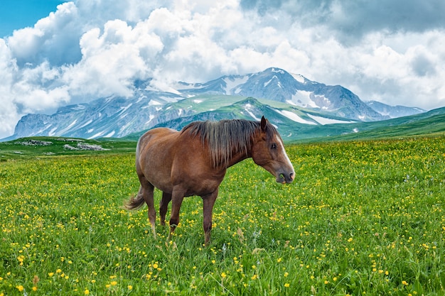 Wypas koni w górskiej dolinie, Laganaki, Rosja