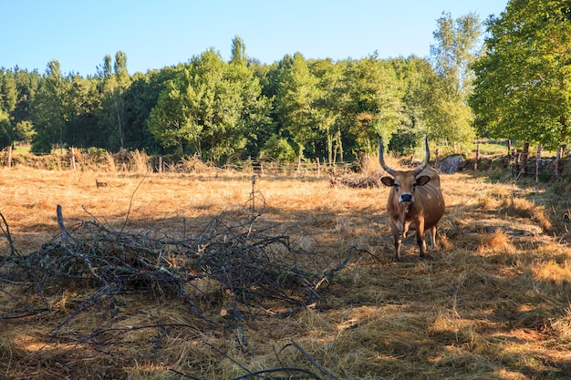 Wypas Krów, Hiszpania