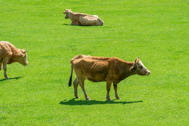 Wypas krów na górskich zielonych pastwiskach