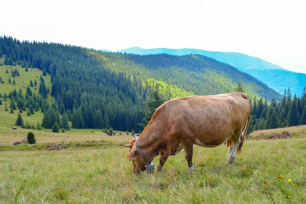 Wypas Krów Na Zboczach Górskich. Pojęcie Produktów Przyjaznych Dla środowiska. Eko-mleko