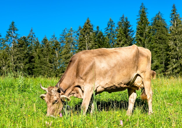 Wypas krów w Alpach Szwajcarskich