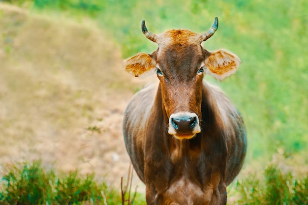 Wypas krów Wypas byków w portret pola Zwierzęta gospodarskie Brown cow with horns