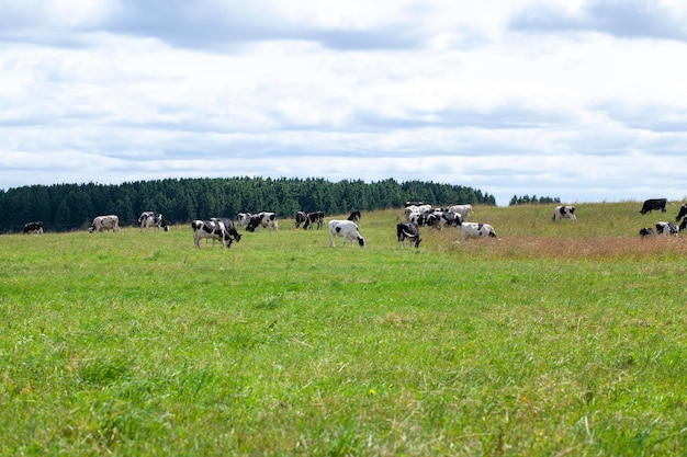 Zdjęcie wypas stada krów na polu z zieloną trawą w lecie