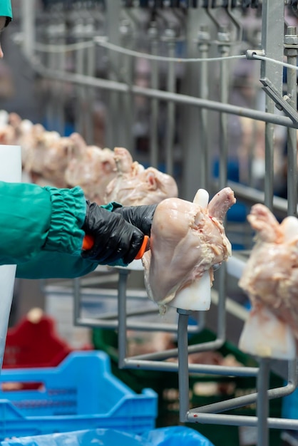 wyposażenie linii przemysłowej fermy kurczaków