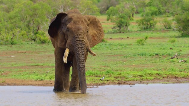 Wyrusz w hipnotyzującą podróż przez urzekające cuda Caprivi Game Park