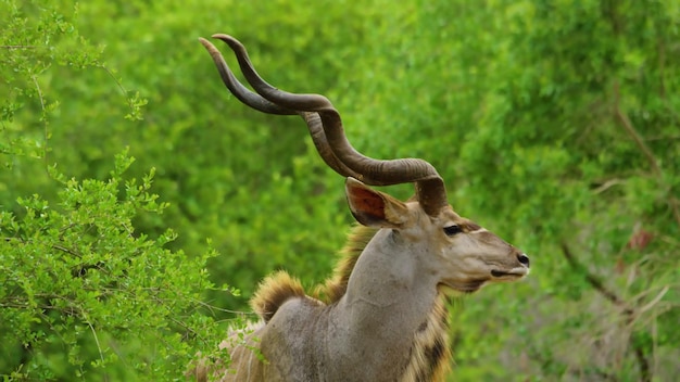 Wyrusz w hipnotyzującą podróż przez urzekające cuda Caprivi Game Park