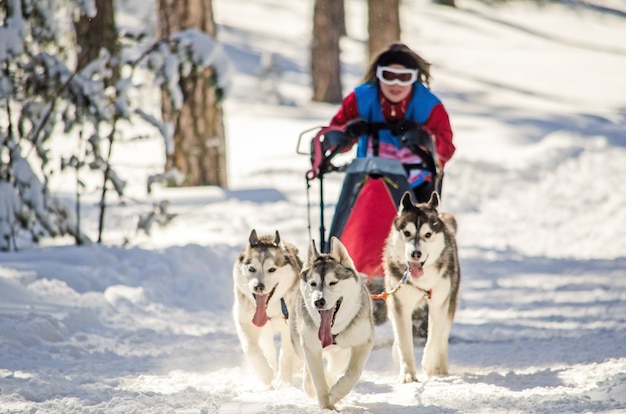 Wyścigi Psich Zaprzęgów. Kobieta Musher I Husky Zespół Psich Zaprzęgów