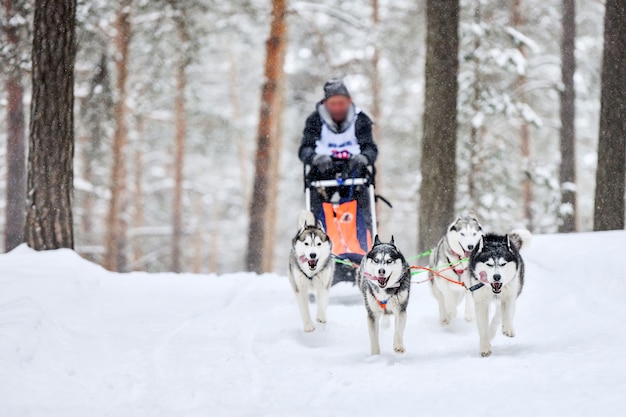 Wyścigi psich zaprzęgów siberian husky