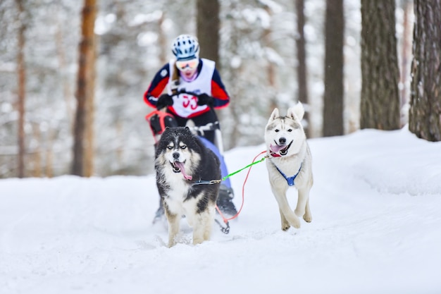 Wyścigi psich zaprzęgów siberian husky