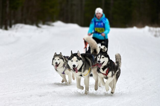 Wyścigi psów husky