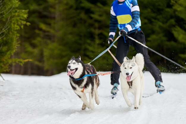 Wyścigi psów Skijoring. Zimowe zawody sportowe psów