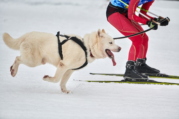 Wyścigi psów Skijoring