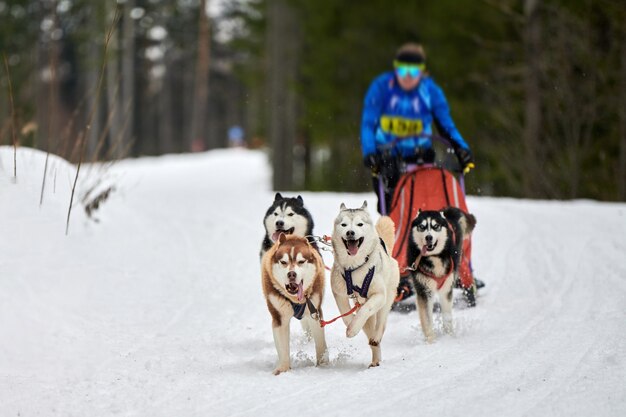 Wyścigi psów zaprzęgowych Husky. Zimowe zawody w zaprzęgach psów sportowych. Siberian husky ciągną sanie z maszerem