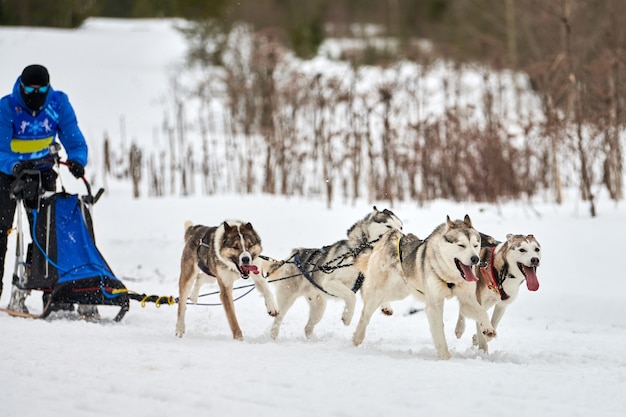 Wyścigi Psów Zaprzęgowych Husky