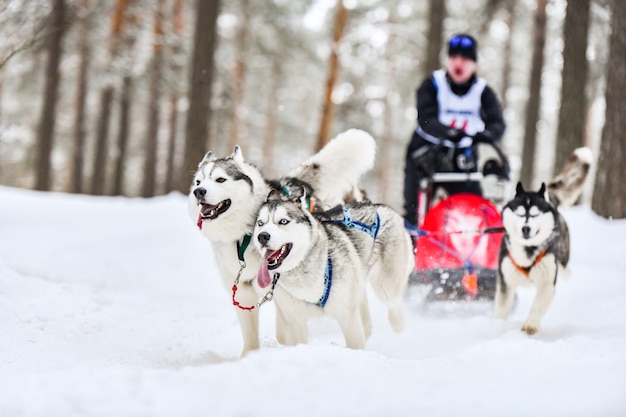 Wyścigi Psów Zaprzęgowych. Psy Zaprzęgowe Husky Ciągną Sanie Z Psim Maszerem. Zimowe Zawody.