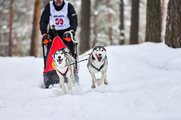 Wyścigi Psów Zaprzęgowych. Psy Zaprzęgowe Husky Ciągną Sanie Z Psim Maszerem. Zimowe Zawody.