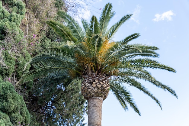 Wysoka palma o zielonym pniu i brązowych liściach