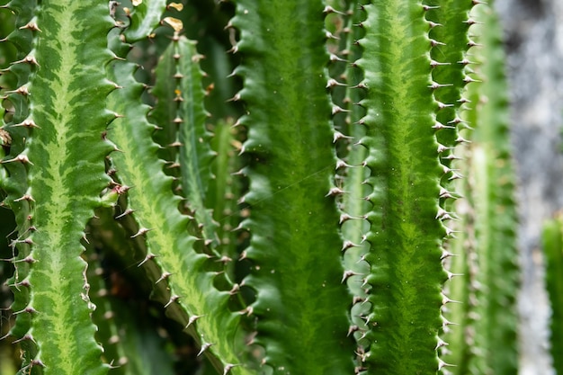 Wysoka roślina kaktusowa Grupa dużych kaktusów