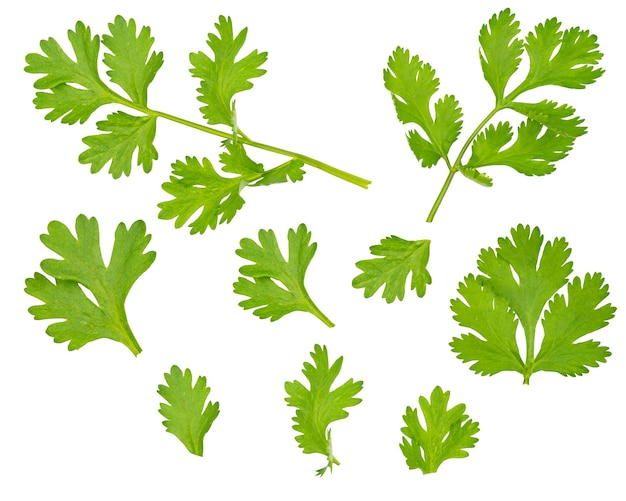 Wysoka rozdzielczość Zestaw świeżego zielonego liścia kolendry na białym tle ze ścieżką przycinającą Grupa liści sałatka warzywna