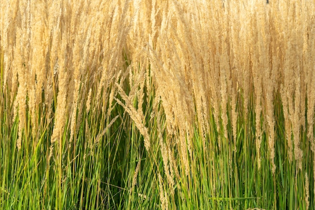 Wysoka trawa ozdobna z kłoskami Roślina natura tło