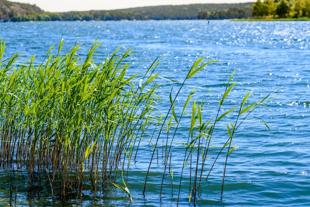 Wysoka turzyca trawy na brzegu jeziora lśniła od rosy w silnym słońcu