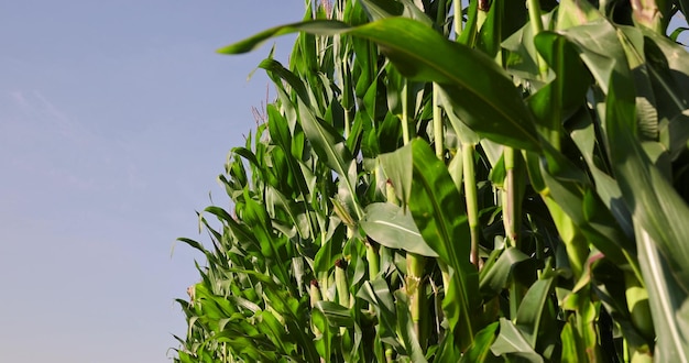 wysoka zielona kukurydza latem na polu