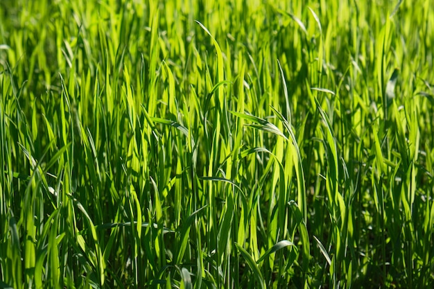 Wysoka zielona narastająca trawa w parku na lato wiosny dniu