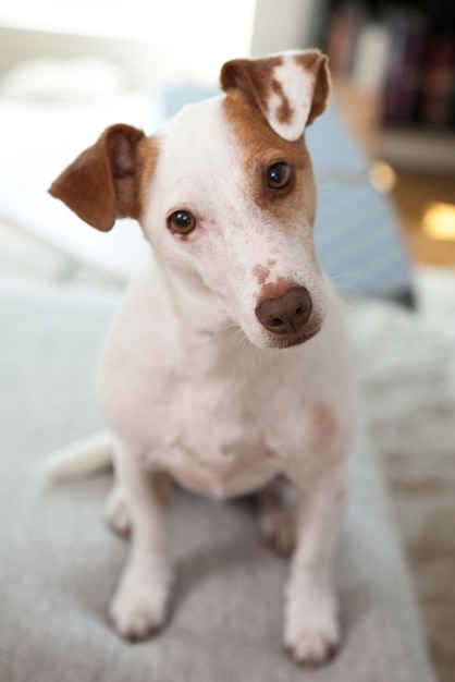 Wysoki kąt portret Jack Russell Terrier siedzący w domu