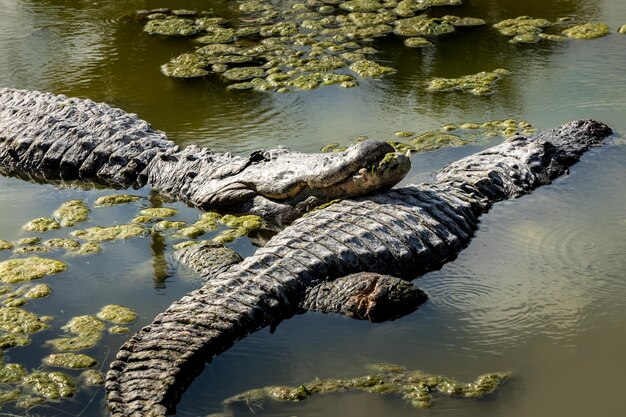 Zdjęcie wysoki kąt widoku aligatora na bagnach