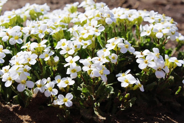 Zdjęcie wysoki kąt widoku białych roślin kwitnących na polu