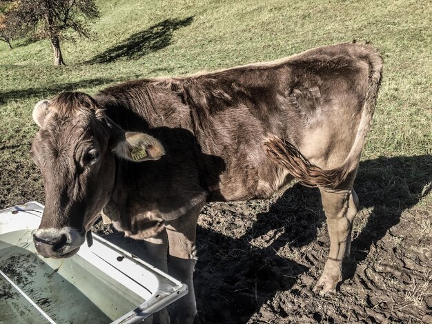 Zdjęcie wysoki kąt widoku brązowej krowy na polu