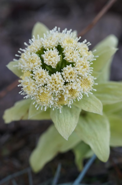 Zdjęcie wysoki kąt widoku butterbur na polu