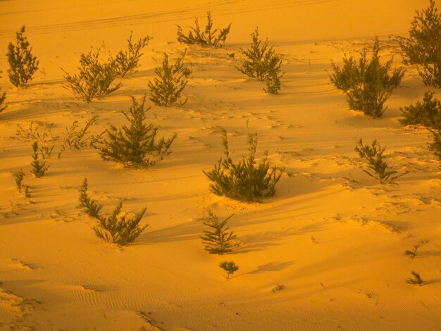 Zdjęcie wysoki kąt widoku drzew na pustyni