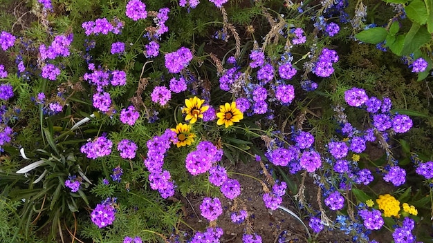 Zdjęcie wysoki kąt widoku fioletowych roślin kwitnących na polu