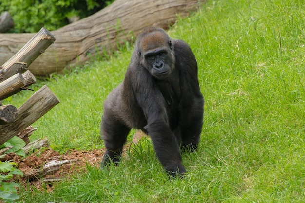 Wysoki kąt widoku goryli na trawiastym polu w zoo