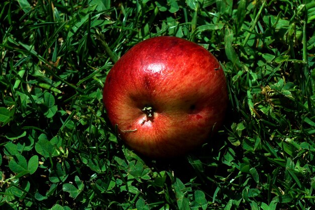 Wysoki kąt widoku jabłka na polu
