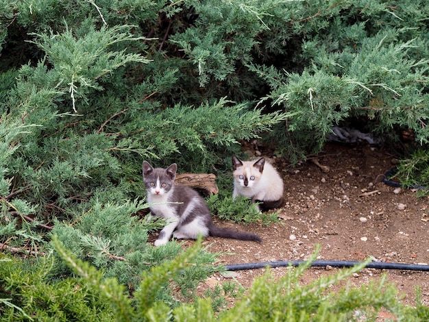 Zdjęcie wysoki kąt widoku kociaków na polu przy roślinach