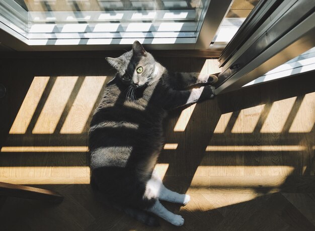 Zdjęcie wysoki kąt widoku kota leżącego na podłodze w domu