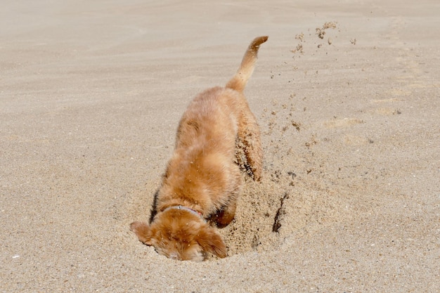Zdjęcie wysoki kąt widoku kota na piasku