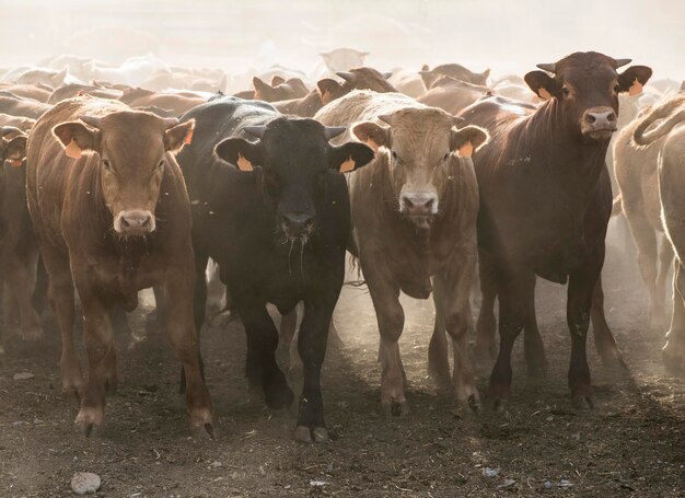 Zdjęcie wysoki kąt widoku krów stojących na polu