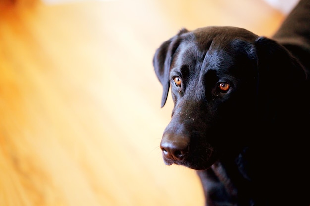 Wysoki kąt widoku labrador retrievera na podłodze