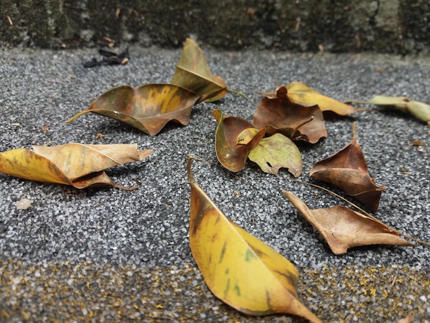 Zdjęcie wysoki kąt widoku liści klonu na ulicy