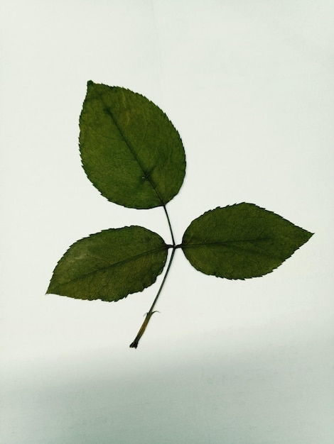 Zdjęcie wysoki kąt widoku liści roślin na białym tle