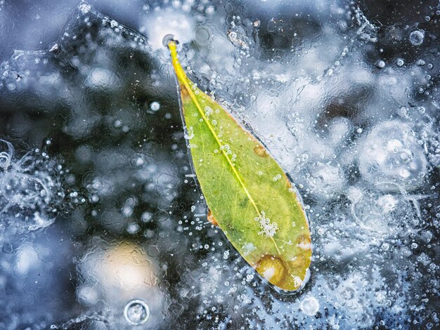 Zdjęcie wysoki kąt widoku mokrego liścia na śniegu