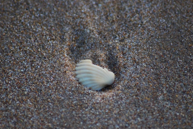 Zdjęcie wysoki kąt widoku muszli na piasku na plaży