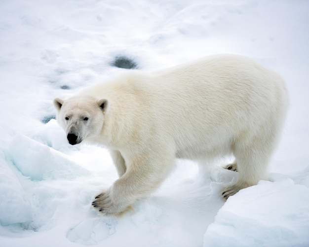 Wysoki kąt widoku niedźwiedzia polarnego na śniegu
