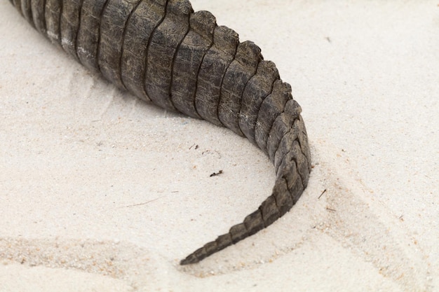 Zdjęcie wysoki kąt widoku ogona aligatora na piasku