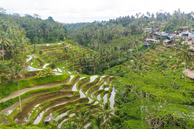 Zdjęcie wysoki kąt widoku pola rolniczego lub tarasów ryżowych na bali w indonezji