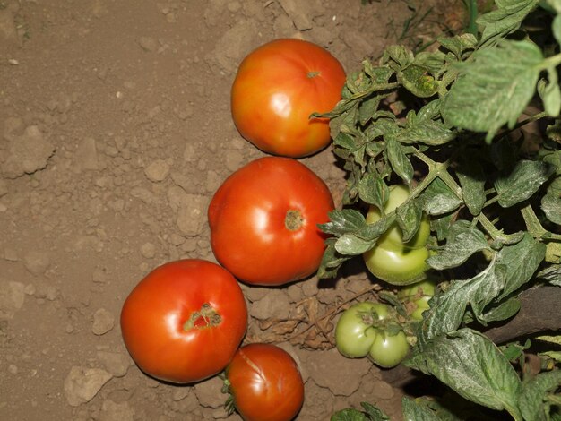Zdjęcie wysoki kąt widoku pomidorów na stole