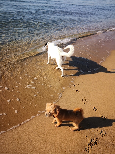 Zdjęcie wysoki kąt widoku psa na plaży